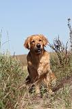 GOLDEN RETRIEVER 092